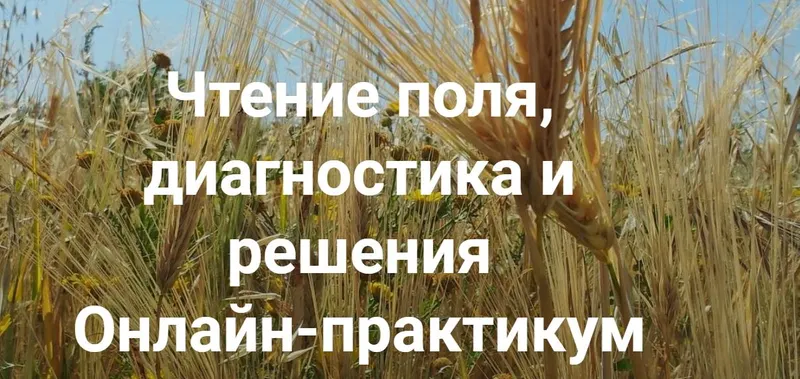 Обложка курса «[Институт открытого поля] Чтение поля, диагностика и решения. Вся практика (Елена Веселаго)»