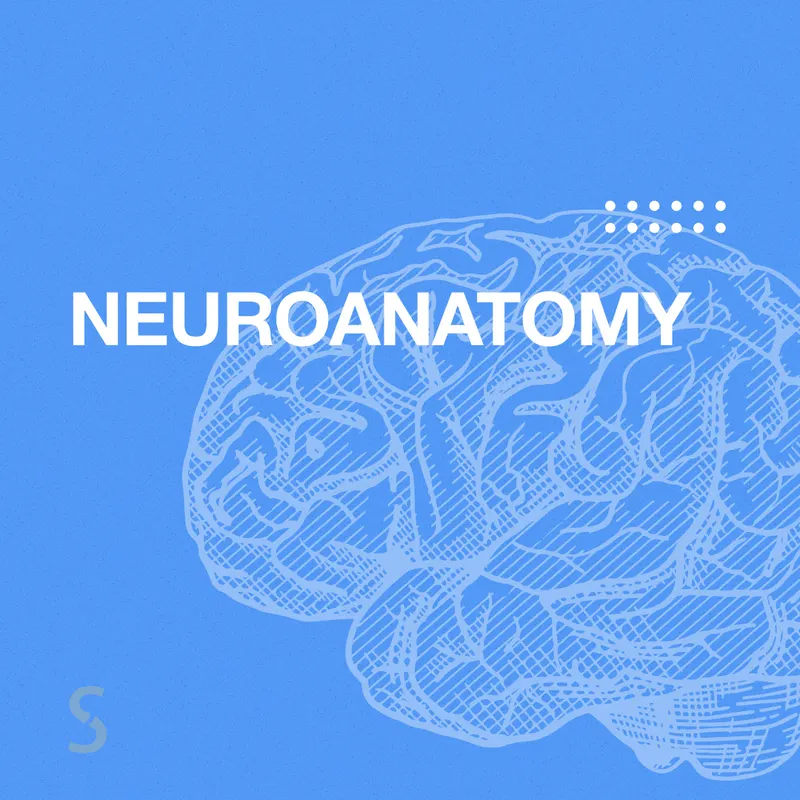Обложка курса «[Synapse] Neuroanatomy. Нейроанатомия (Иван Агеев)»